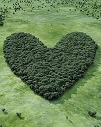Coeur de forêt arbres